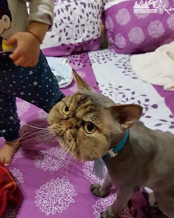 В парикмахерской ему не оставили богатой львиной гривы. Все, что было на его теле из "растительности", это нечто похожее на маску кота.😠