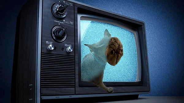 Тем не менее, несмотря на этот трагикомичный случай, котик по-прежнему весел и очень игрив.😍😂