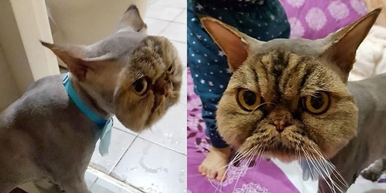 Ошибка грумера или новый стиль?