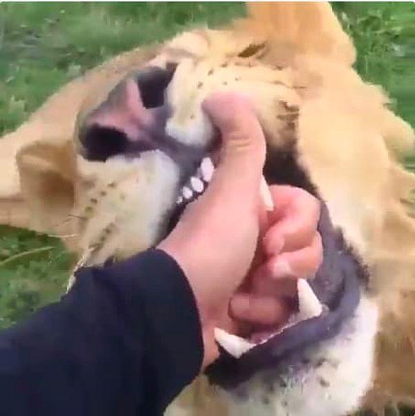 10. This guy, who decided to inspect a lion's teeth, because why not: