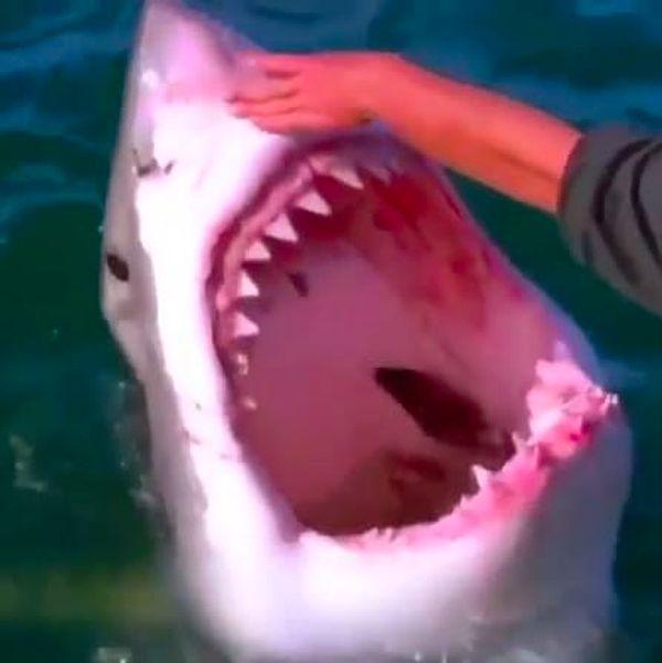 11. And this guy, who decided to inspect a shark's chompers: