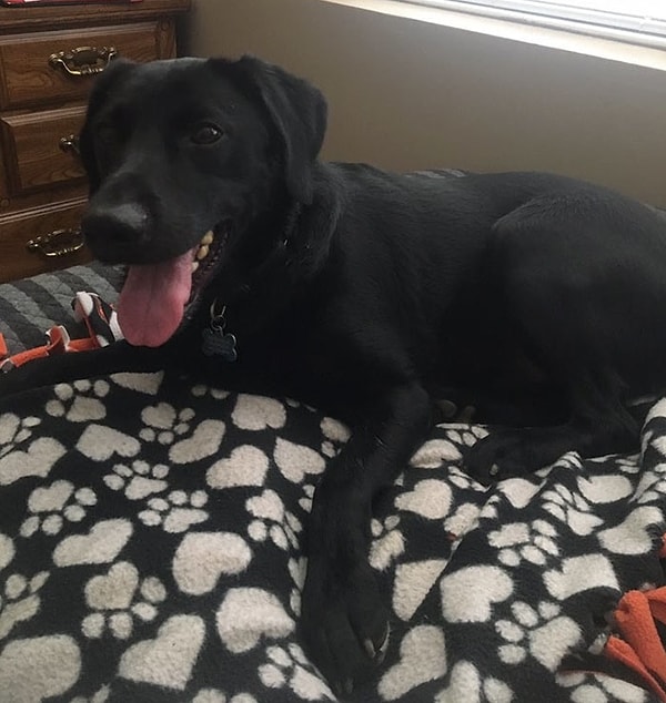 1. Знакомтесь - это пес по кличке Альф, который не только является самым милым выпускником Стаффордской средней школы в этом году, но и спасителем жизней