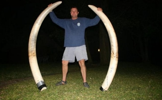 ... so one of the other hunters shot her, causing the elephant to collapse.