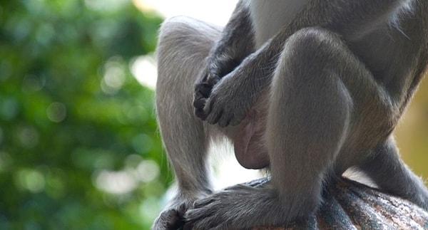 7. Dişi orangutanlar ve kapuçin maymunları, çeşitli çubuklar ve bitki parçaları kullanarak mastürbasyon yapıyor.
