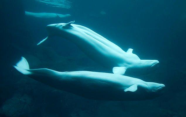 12. Balinalar ise tüplerin duvarlarını, diğer hayvanları, çevrede buldukları herhangi bir sağlam nesneyi mastürbasyon aracı olarak kullanabiliyorlar.