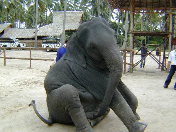 8. Filler uzun ve ağır penislerini gidip bir dişinin göbeğine dik olarak çarparak mastürbasyon yapabiliyorlar.