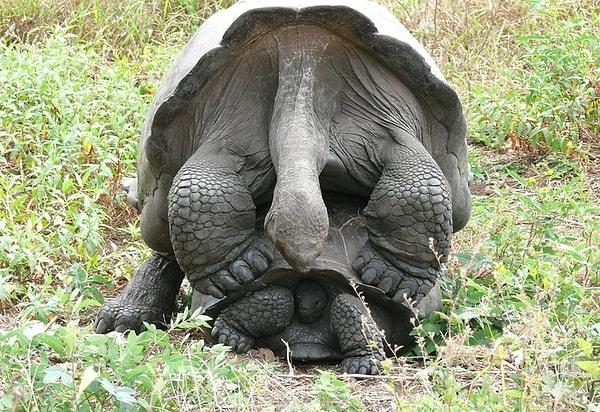 11. Erkek kaplumbağalar, cinsel olarak olgunlaşır olmaz mastürbasyon yapmaya başlıyorlar.