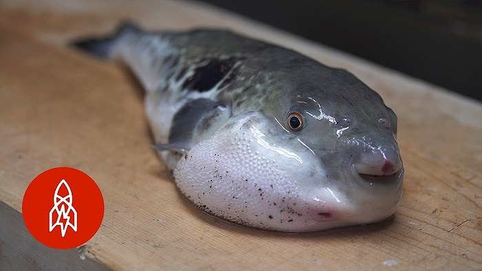 Aşçının Ufak Bir Hatasıyla Ölümcül Olabilen Bir Yemek: Fugu