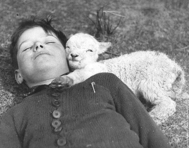 23. Bir çocuğa sarılıp yatmış mutluluğu gözlerinden okunan yeni doğmuş bir kuzu, 1940.