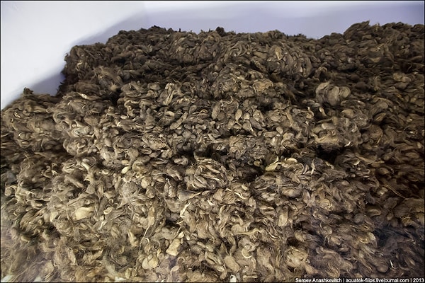 12. Освобождавшая лагерь в Освенциме красная Армия обнаружила на несожженных немцами складах около 7000 кг волос, упакованных в мешки. Это были те остатки, которые лагерные власти не успели продать и отправить на фабрики. Из человеческих волос немецкие фирмы производили портняжную бортовку.