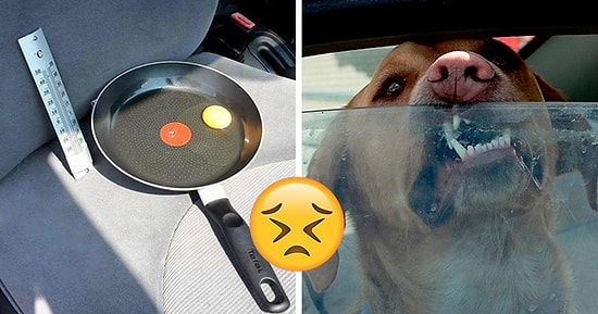 Sıcak Havada, Çocukları ve Patili Dostlarımızı Neden Arabada Bırakmamalıyız?