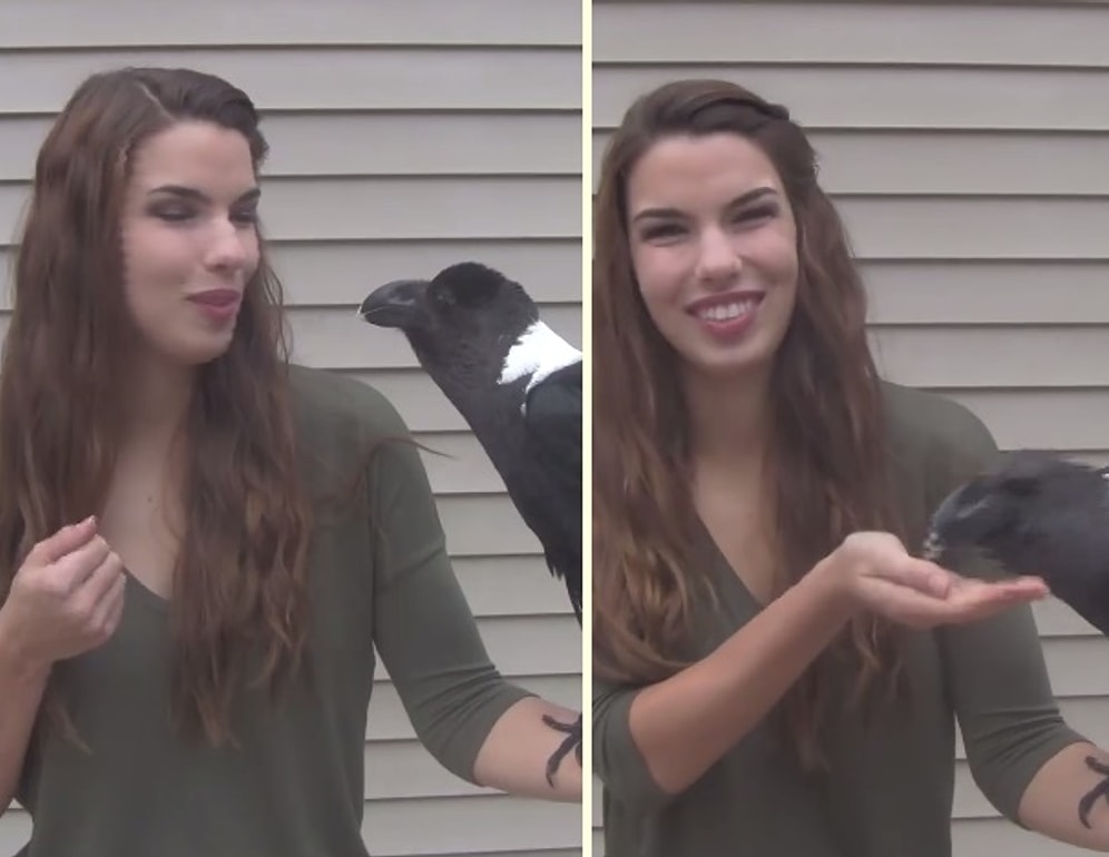 İnsan Seslerini Korkutucu Bir Şekilde Taklit Edebilen Kuzgun