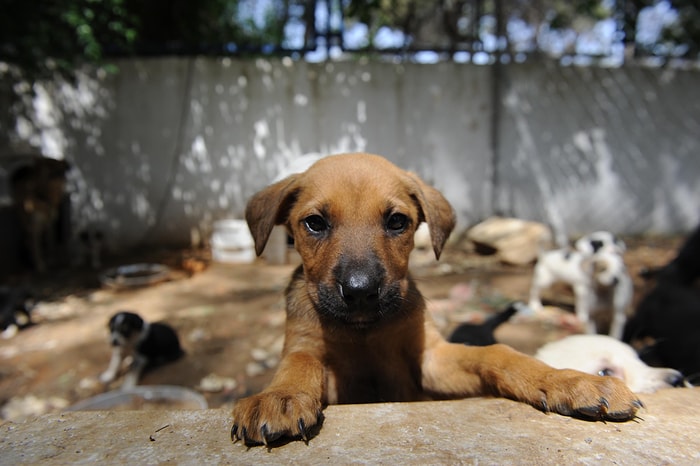 Sözün Bittiği Yer: Ankara'da Yavru Köpeğe Tecavüz İddiası ve Bir Yardım Çağrısı