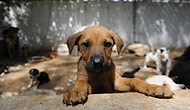 Sözün Bittiği Yer: Ankara'da Yavru Köpeğe Tecavüz İddiası ve Bir Yardım Çağrısı