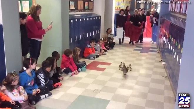 Tüm Okulun Katılımıyla Düzenlenen Muhteşem Seremoni: Yavru Ördekler Anneleriyle İlk Defa Suya Giriyor