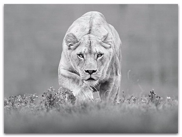 15. Иногда после разговора с человеком хочется дружелюбно пожать лапу собаке, улыбнуться обезьяне, поклониться слону.