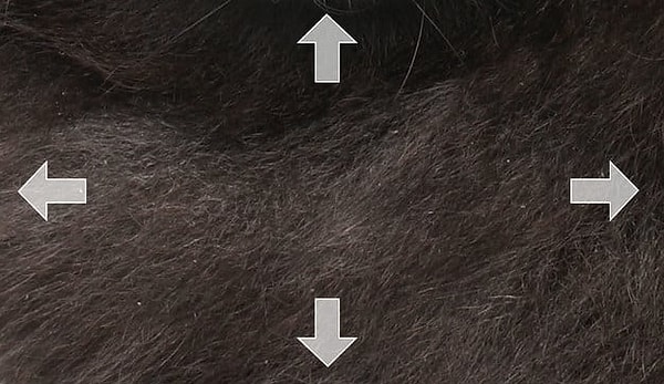 1. Выберите стрелку, которая ведет к мордочке собаки: