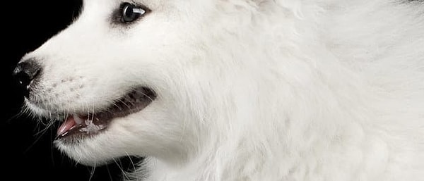 Посмотреть ответ: