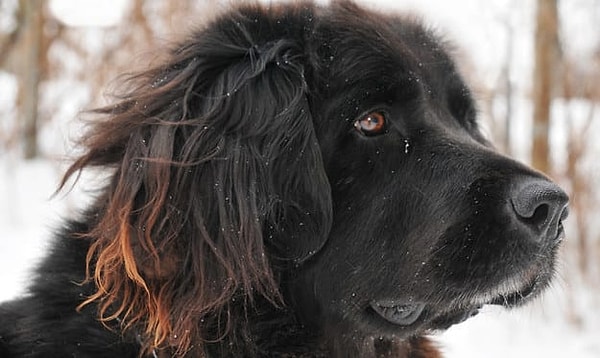 Посмотреть ответ: