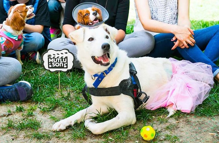 Dövülmüş ve Felç Kalmıştı: Leyla Köpeğin Mutlu Sonla Biten Muhteşem Yeniden Doğuş Öyküsü!