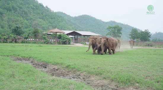 Kimsesiz Kalan Bebek File Merhaba Demeye Giden Fillerin İnsanın İçini Isıtan Görüntüleri