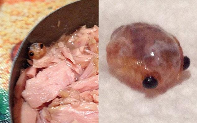 3. A British mom found this tongue-eating parasite in a tuna can! 😨