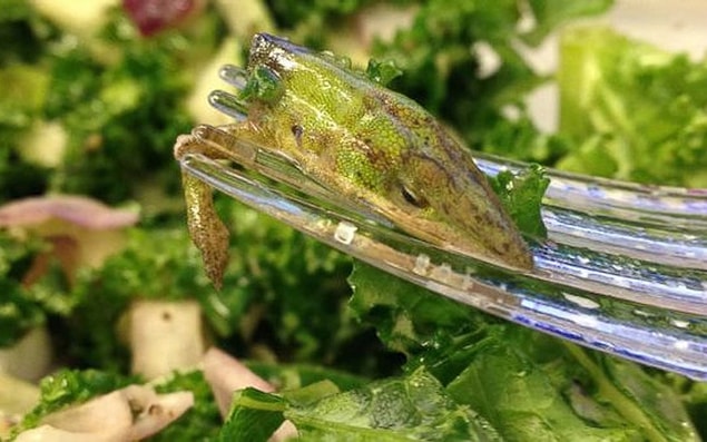6. "Your salad is straight from nature, sir."