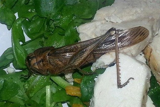 7. Another little fella, insisted on hanging on to its habitat.