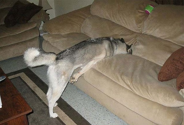 2. "Ему не разрешают лежать на диване, и он делает так"