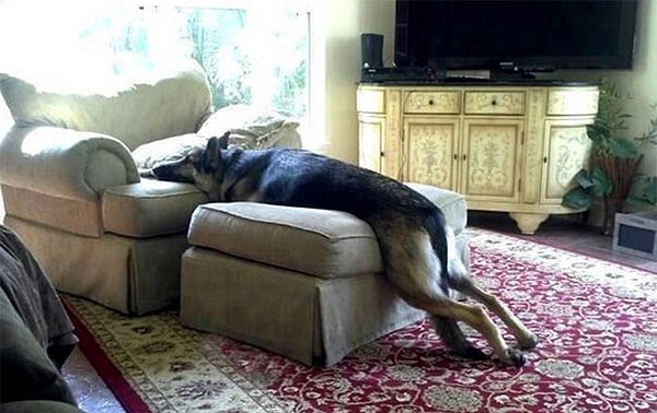 15. "Мои лапы все-еще на ковре"