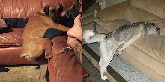 19 фото, доказывающих, что собаки гораздо умнее, чем мы думаем