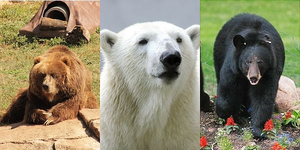 7. Мужчина строит дом прямоугольной формы, стены смотрят на юг. К дому подходит медведь. Какого цвета медведь?