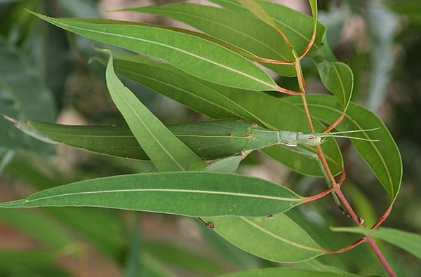 2. Детский палочник