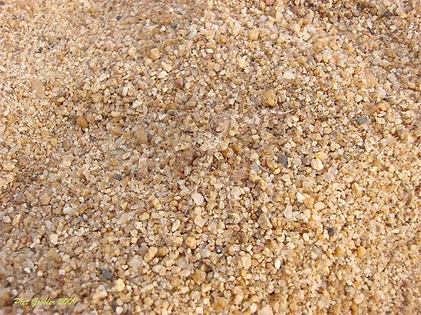 8. Паук-волк