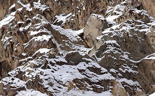 14. Снежный леопард