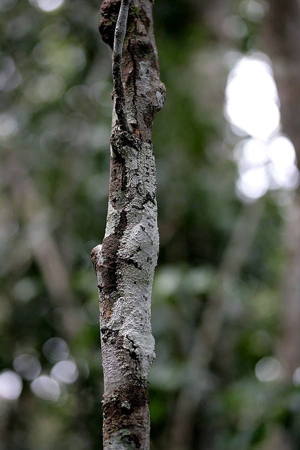 20. Мшистый плоскохвостый геккон