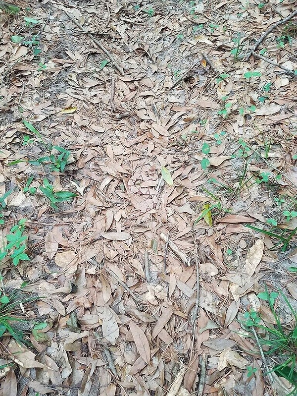 27. Медноголовый щитомордник