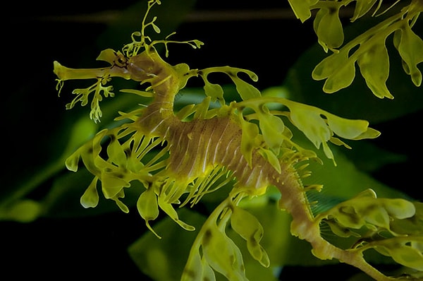 34. Морской конёк-тряпичник