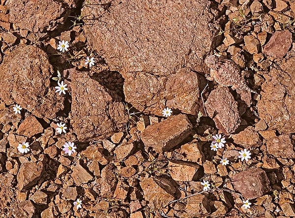 35. Жабовидная ящерица