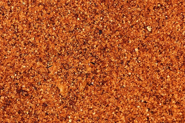 37. Рогатая гадюка