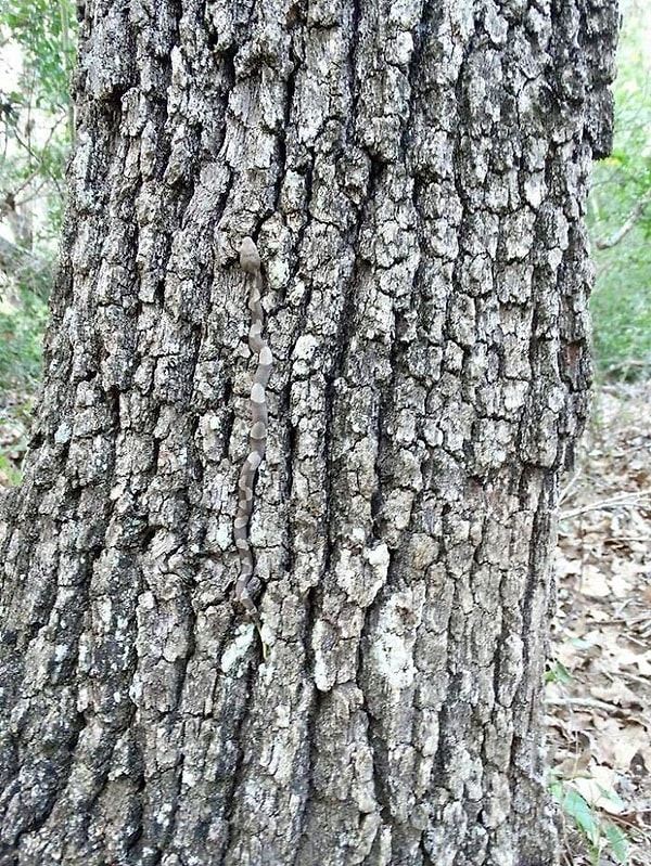 38. Медноголовый щитомордник