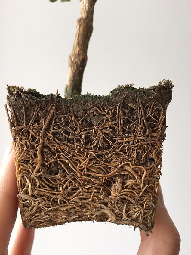 13. 3 yaşındaki bir bonsai ağacının kökleri.