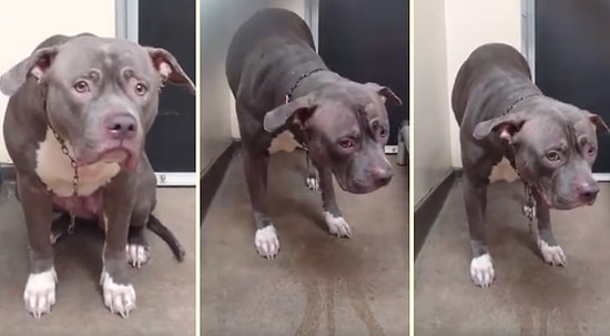 Barınağa Terk Edilen Köpeğin Çok Şey Anlatan Yüz İfadesi