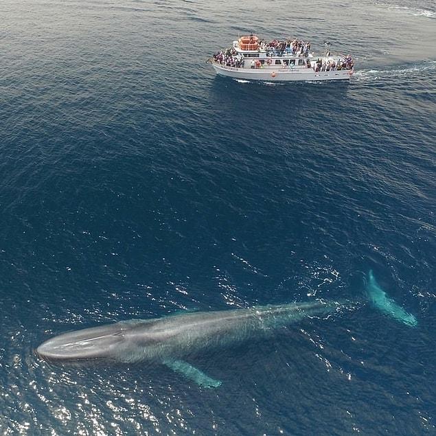 21. A gigantic blue whale