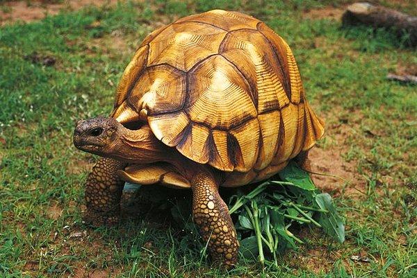 2. Madagaskar Kaplumbağası