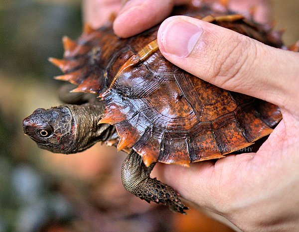 3. Spiny Turtle