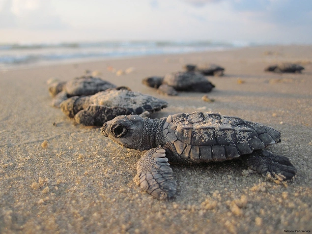 Kemp's Ridley Sea Turtle