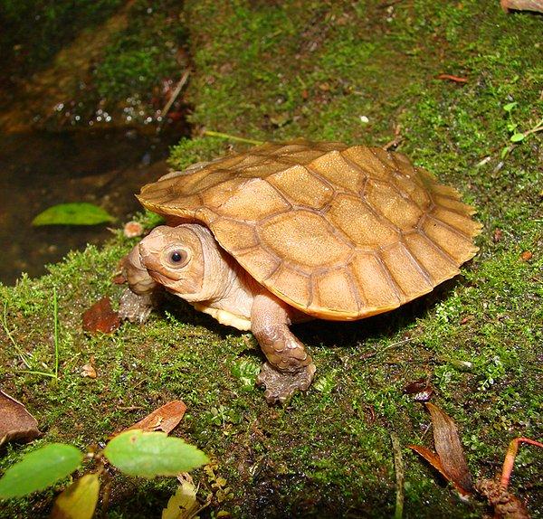 9. Sulawesi Forest Turtle