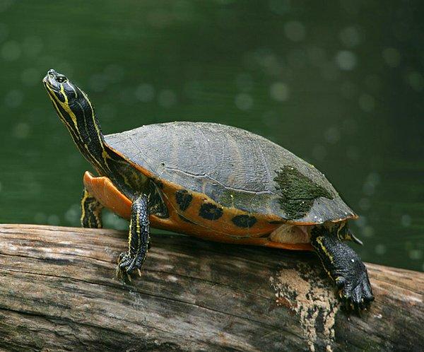11. Alabama Red-bellied Cooter