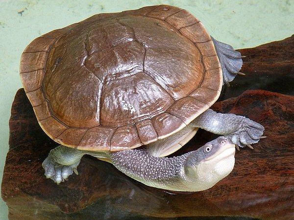12. Roti Island Snake-necked Turtle